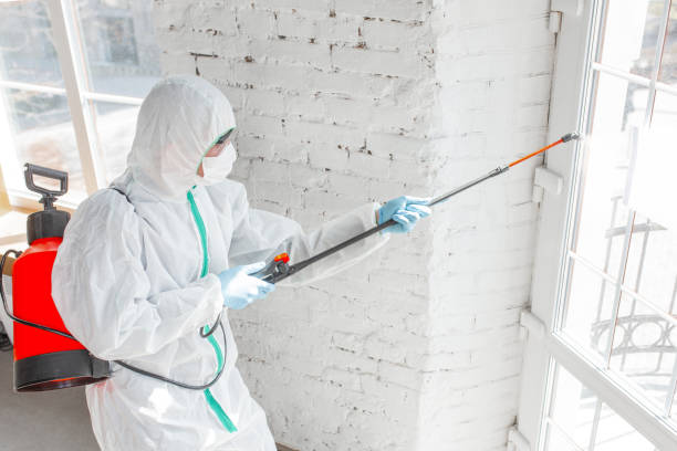 Environmental Consulting for Mold Prevention in Bliss Corner, MA